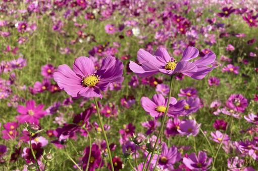 秋のコスモス畑 秋のコスモス畑 コスモス畑,秋桜,ピンクの写真素材
