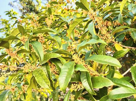 キンモクセイ 金木犀,植物,木の写真素材