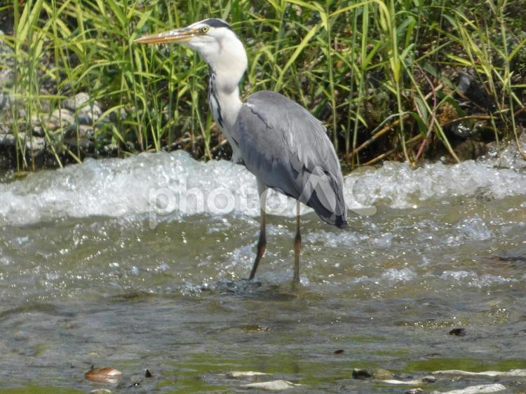 魚を呑み込んでしまったアオサギ 鳥,野鳥,アオサギの写真素材
