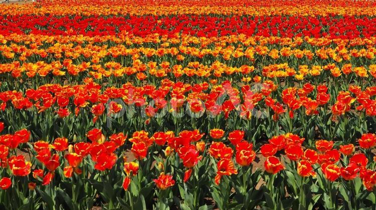 春の佐倉市・ふるさと広場のチューリップ畑 春,チューリップ,花畑の写真素材
