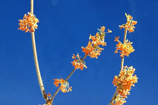 キンモクセイの花 花木,金木犀,クローズアップの写真素材