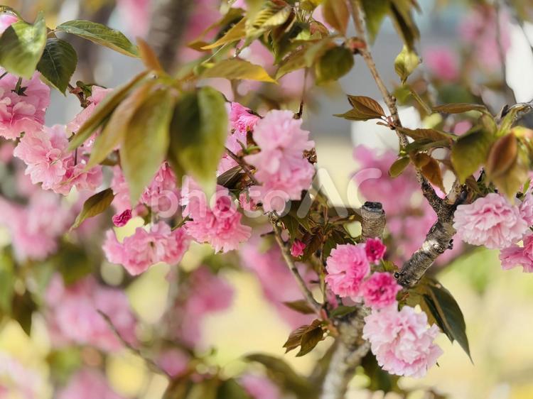 八重桜35 八重桜,ヤエザクラ,やえざくらの写真素材