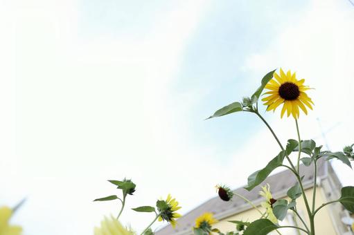 なつやすみ なつやすみの写真