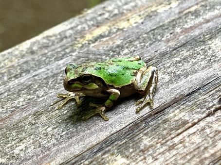 雨上がりの小さな訪問者 雨上がりの小さな訪問者 アマガガエル,カエル,蛙の写真素材