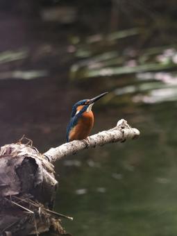 木に止まるカワセミ 木に止まるカワセミ カワセミ,川蝉,鳥の写真素材