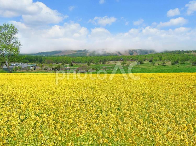 青空に映える菜の花畑と牧場（イメージ） 菜の花,菜の花畑,牧場の写真素材