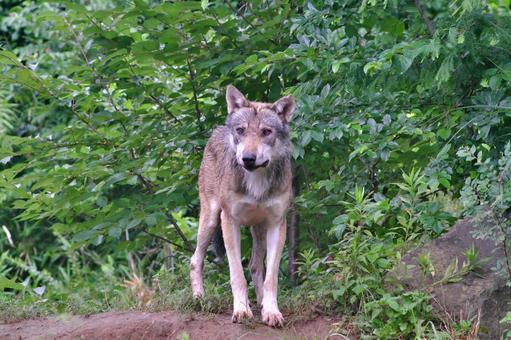 雨の中佇むタイリクオオカミ③ 雨の中佇むタイリクオオカミ③ タイリクオオカミ,オオカミ,動物の写真素材