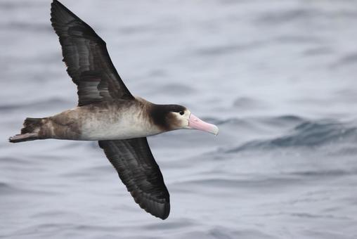 アホウドリの写真