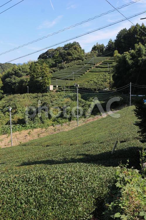 お茶の段々畑 茶畑,段々畑,茶の木の写真素材