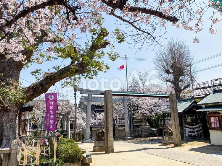 大阪の生野八坂神社の桜 景色,風景,桜の写真素材
