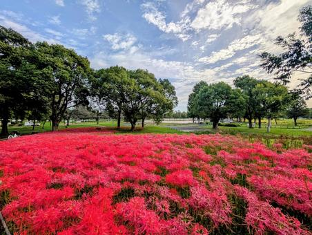 水元公園―ヒガンバナの丘 水元公園―ヒガンバナの丘 花,ヒガンバナ,彼岸花の写真素材