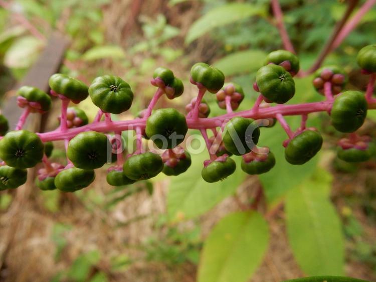 【植物写真】ヨウシュヤマゴボウ ヨウシュヤマゴボウ,洋種山牛蒡,植物の写真素材