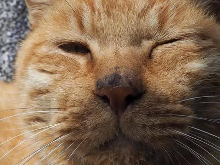 にゃんこ にゃんこの写真
