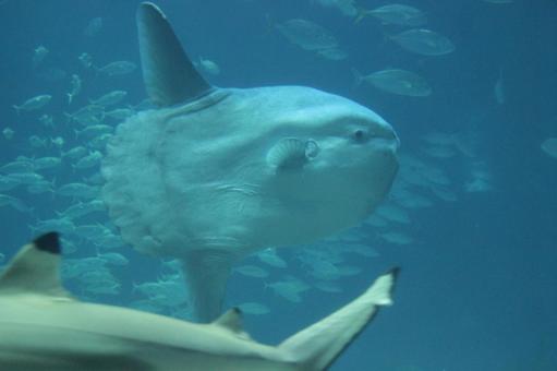 マンボウ マンボウ マンボウ,生き物,動物の写真素材