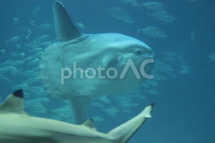 マンボウ マンボウ,生き物,動物の写真素材