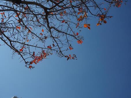 インド綿の木 インド綿の木,植物,紅葉の写真素材