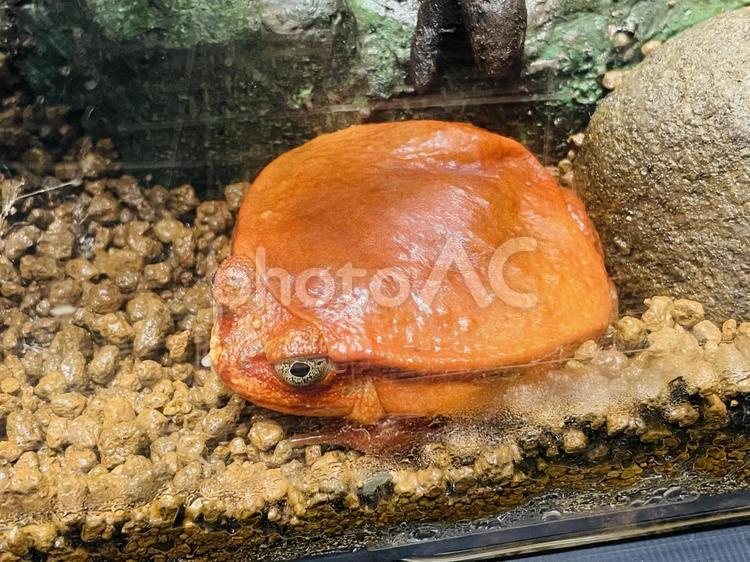 アカトマトガエル カエル,トマト,両生類の写真素材