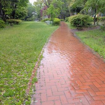 雨の公園の小道 雨の公園の小道の写真