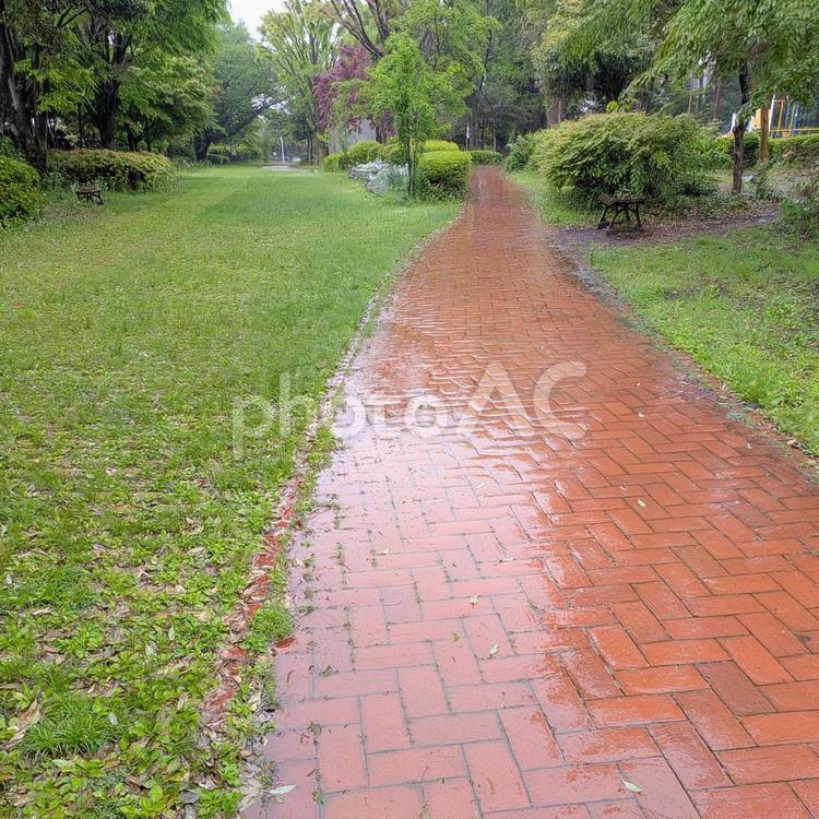 雨の公園の小道 雨,緑,公園の写真素材