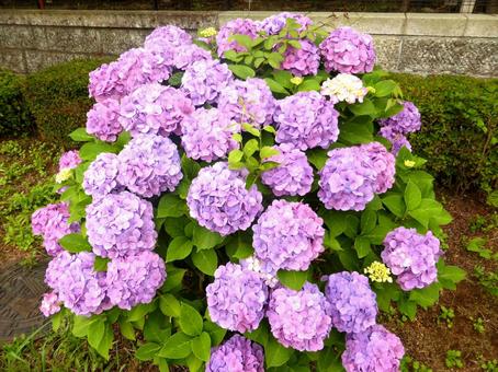 郊外の植え込みで綺麗に咲き揃ったアジサイ 郊外の植え込みで綺麗に咲き揃ったアジサイ アジサイ,花,植物の写真素材