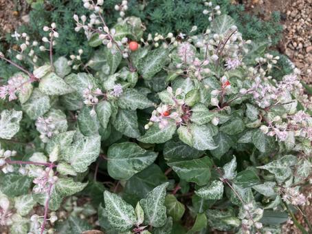 数珠サンゴ 数珠サンゴ,植物,花の写真素材
