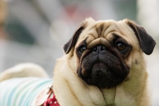 パグのポートレート 犬,パグ,小型犬の写真素材