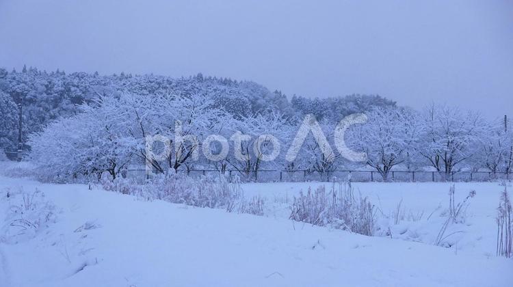 2025年最大の寒波で降り始めの雪景色 雪,雪景色,冬の写真素材