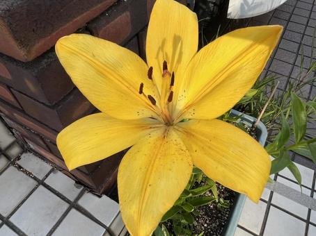 【花の写真】百合の花 【花の写真】百合の花 ユリ,百合,黄色の写真素材