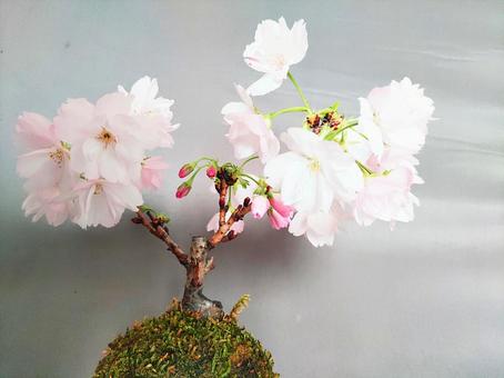 Photo, cherry blossoms, spring, mossy jade, 
