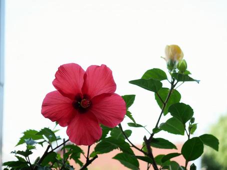 ハイビスカス ハイビスカスの写真