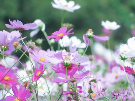 コスモスの花の写真