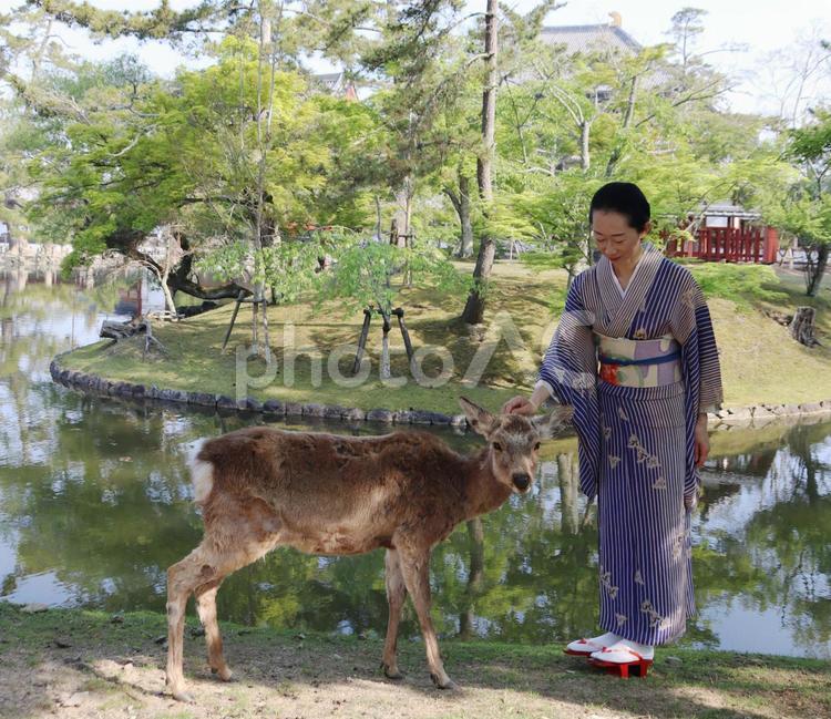 奈良の鹿＆着物美人（背景は東大寺） 女性,美人,着物の写真素材