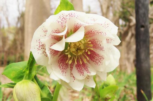 レンテンローズ（クリスマスローズ属） ハルザキクリスマスローズ,ヒメフユボタン,クリスマスローズの写真素材