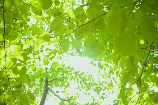 緑の森　背景ぼかし 森,背景,ぼかしの写真素材