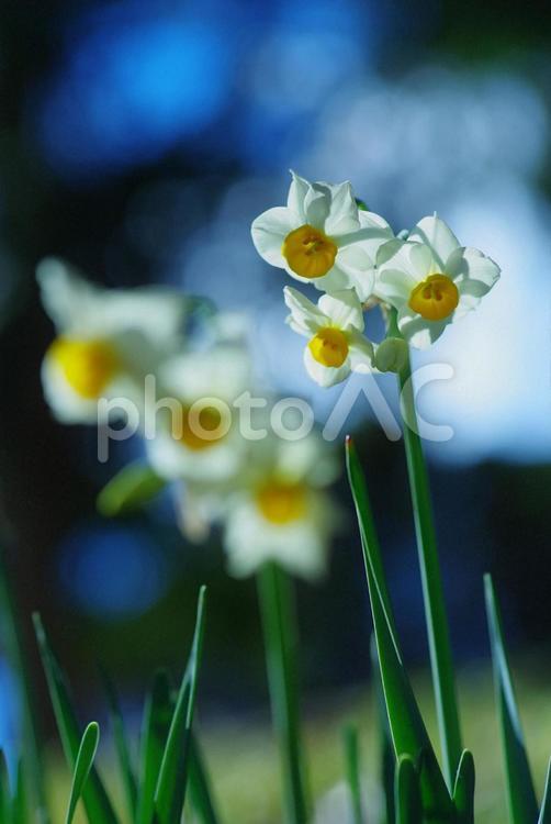 水仙　スイセン　初春の花　春 水仙,スイセン,初春の花の写真素材