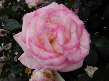 【薔薇の写真】バラの花 【薔薇の写真】バラの花の写真