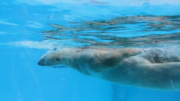 夏の動物園 背泳ぎをするシロクマ 夏の動物園 背泳ぎをするシロクマ シロクマ,ホッキョクグマ,白熊の写真素材