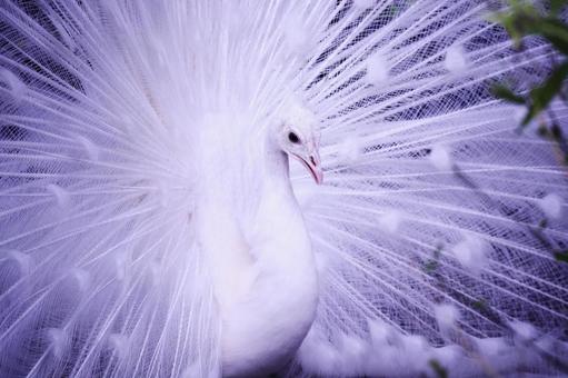 白い羽を広げた孔雀 白い羽を広げた孔雀 鳥,孔雀,動物の写真素材