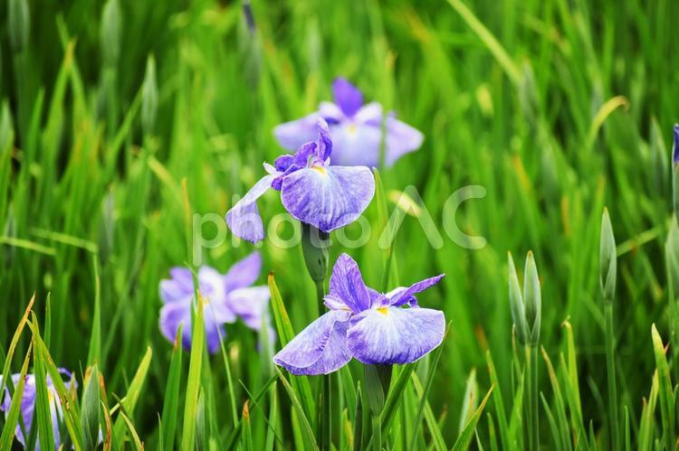 ハナショウブ（花菖蒲） 花菖蒲,ハナショウブ,花の写真素材