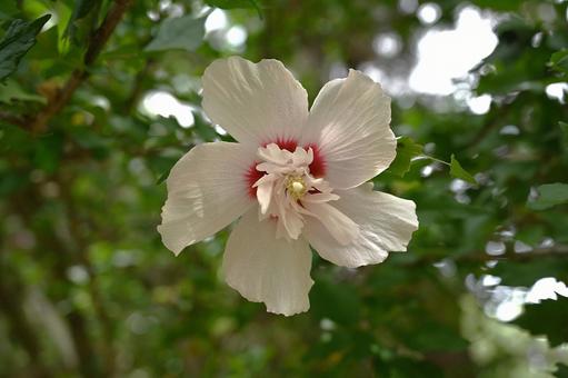 The red color of the Rose of Sharon flower is its characteristic, JPG