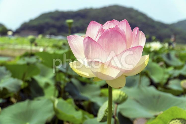 蓮の花　ピンク　風景 蓮,ハス,蓮の花の写真素材