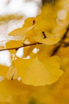 イチョウ　紅葉 イチョウ,黄色い,紅葉の写真素材