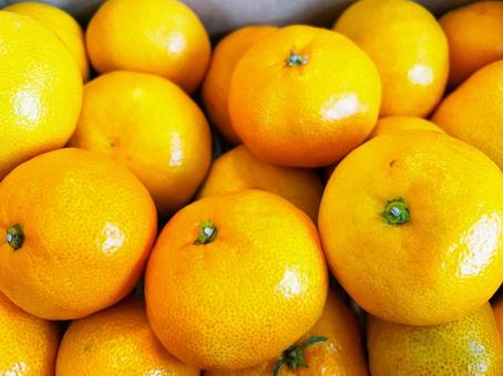 箱入り有田みかん１１ みかん,有田,和歌山県の写真素材