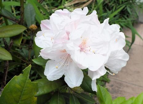 蕾が全部咲いたシャクナゲの白い花 蕾が全部咲いたシャクナゲの白い花 シャクナゲ,白い花,花の写真素材