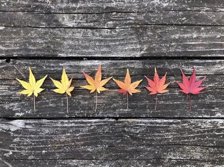 彩り紅葉 彩り紅葉の写真
