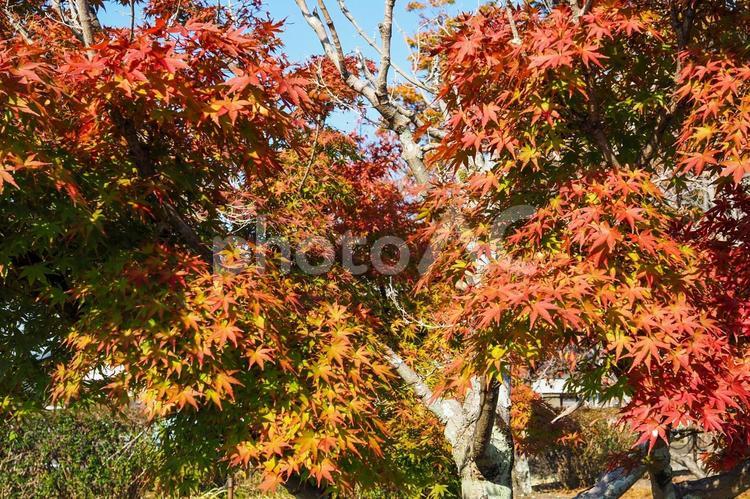 秋の風景 秋,木,鮮やかの写真素材