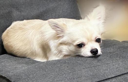 座椅子で眠たいチワワ 座椅子で眠たいチワワ チワワ,室内犬,ペットの写真素材
