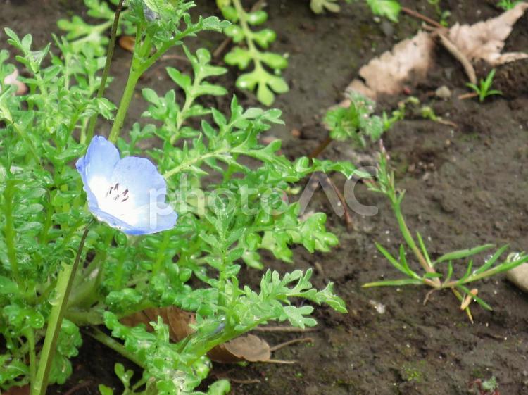 咲き始めたネモフィラ ネモフィラ,春の花,春の写真素材