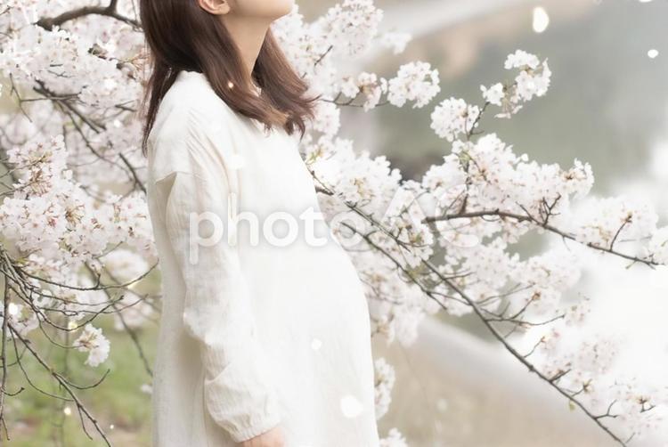 安定期の妊婦 妊婦,桜,安定期の写真素材