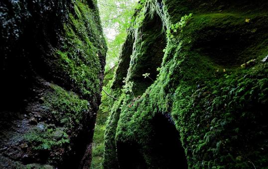 苔むした岩の写真
